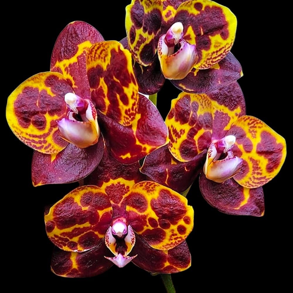 Phalaenopsis GW Green World 'Snakeskin'