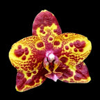 Phalaenopsis GW Green World 'Snakeskin'