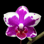 Phalaenopsis I-Hsin Agra '503'