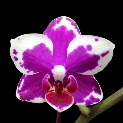 Phalaenopsis I-Hsin Agra '503'