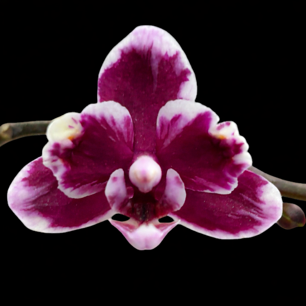 Phalaenopsis I-Hsin Black Soot 'Splash' ploric
