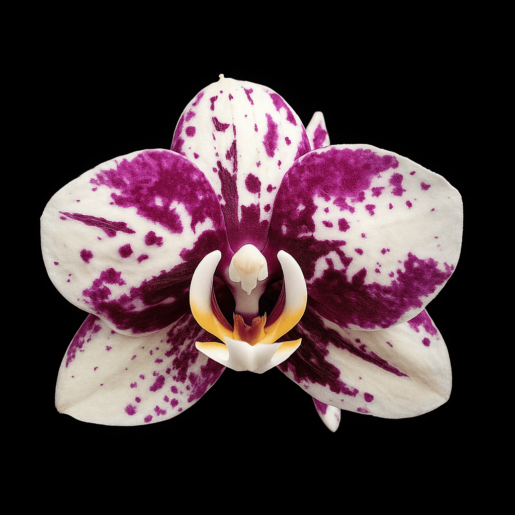 Phalaenopsis I-Hsin Weston