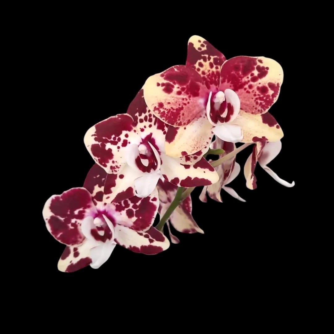 Phalaenopsis Itou