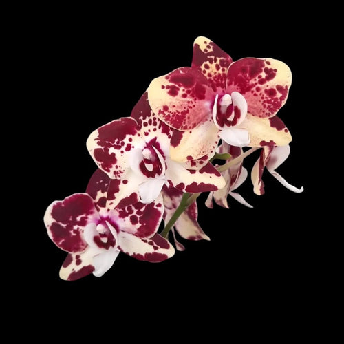 Phalaenopsis Itou