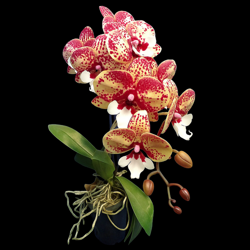Phalaenopsis Jincheng Chin Su Me