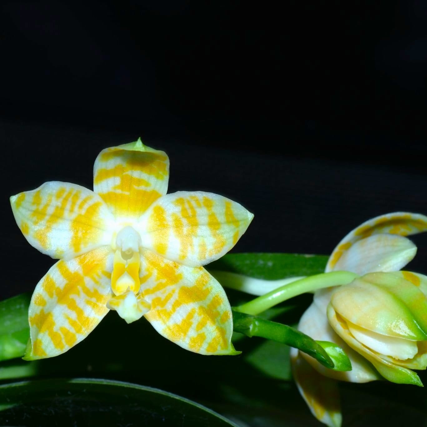 Phalaenopsis KS Super Zebra 'Golden Zebra'