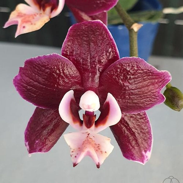 Phalaenopsis Kaoda Twinkle '3083'