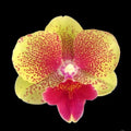 Phalaenopsis King Car French Kiss