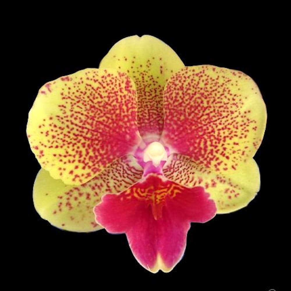 Phalaenopsis King Car French Kiss