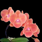 Phalaenopsis King Car Persimmon (Big Lip)