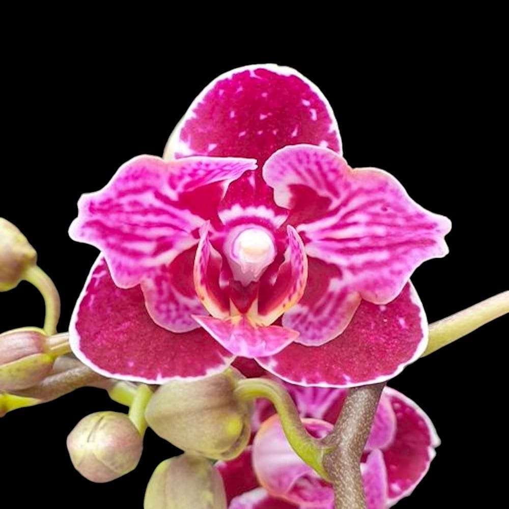 Phalaenopsis Lianher Happy Go (peloric)