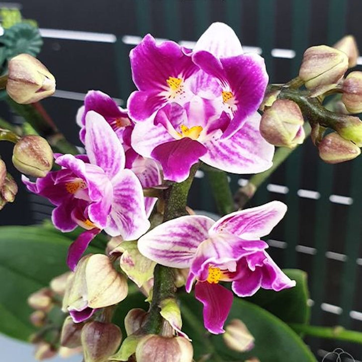 Phalaenopsis Lioulin Grape (peloric - 3 lips)