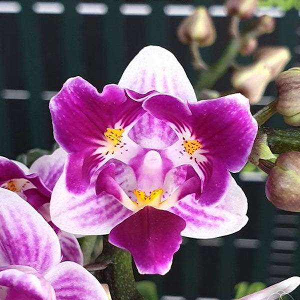 Phalaenopsis Lioulin Grape (peloric - 3 lips)