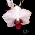 Phalaenopsis Little Gem Stripe 'Splash'