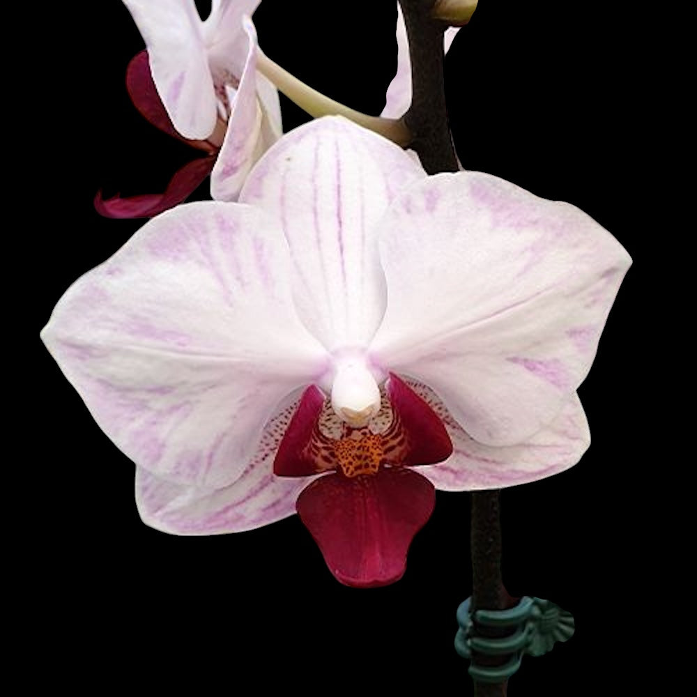 Phalaenopsis Little Gem Stripe 'Splash'