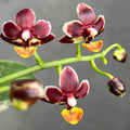 Phalaenopsis Liu's Little Tortoise-shell Cat 'MD'