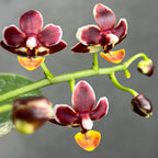 Phalaenopsis Liu's Little Tortoise-shell Cat 'MD'