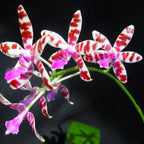 Phalaenopsis Lovely Marie (Phal. mariae x Phal. bastianii)