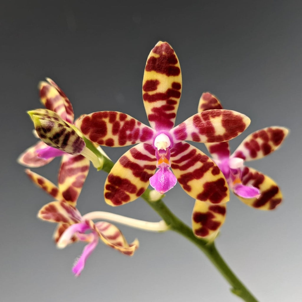 Phalaenopsis Lovely Marie (Phal. mariae x Phal. bastianii)