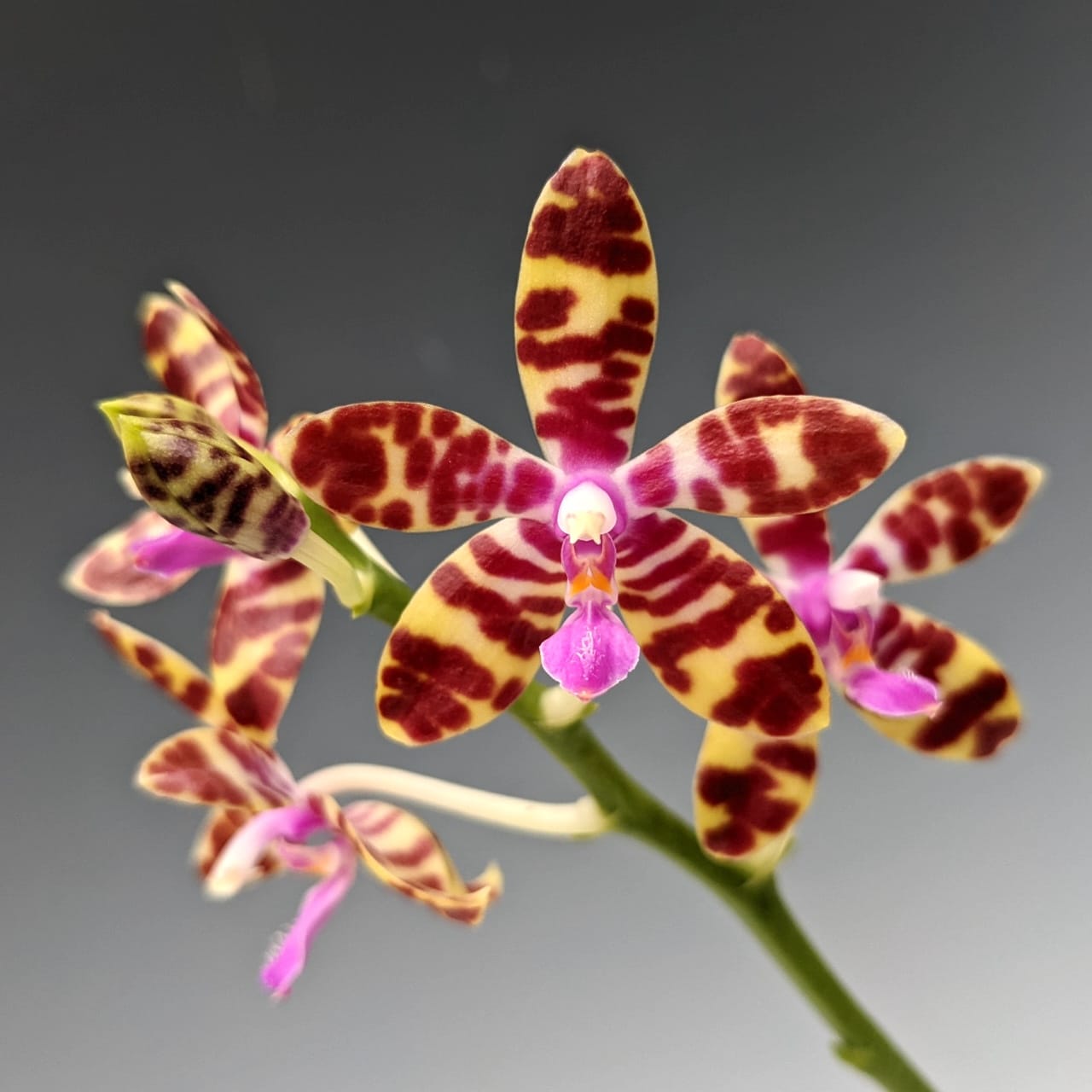 Phalaenopsis Lovely Marie (Phal. mariae x Phal. bastianii)