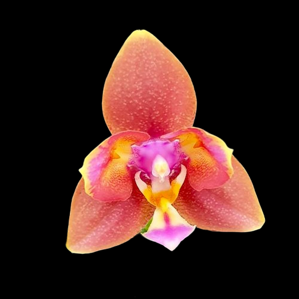 Phalaenopsis Meidarland Chambe '3253' (peloric)