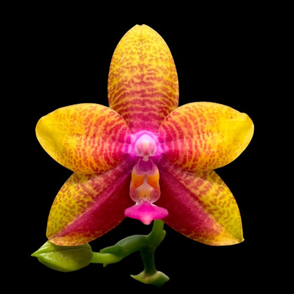 Phalaenopsis Meidarland Kaiulani 'Cherish'