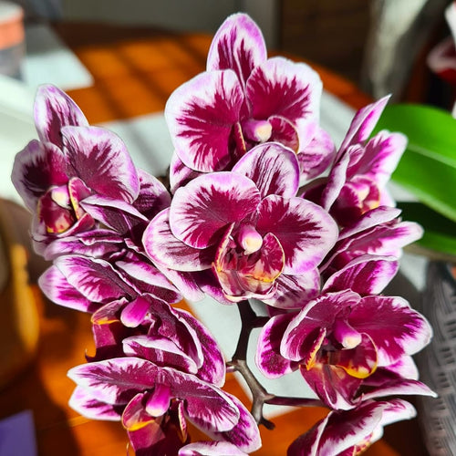 Phalaenopsis Miki Black Angel '364'