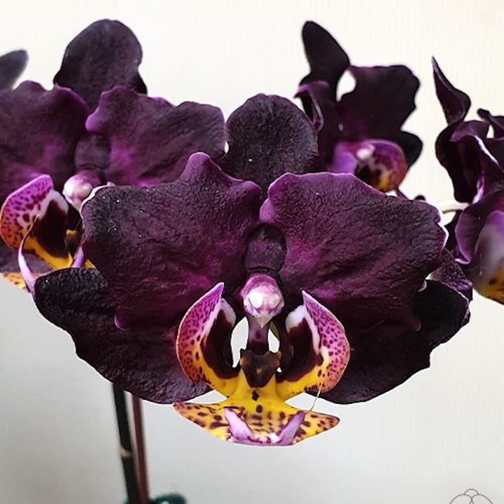 Phal. Miki Black Queen '3107'