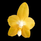 Phalaenopsis Miki Deep Coffee Turtledove 'Watermelon'