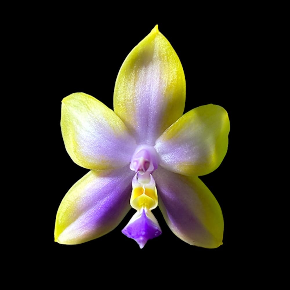 Phalaenopsis Miki Magic 'Whisper' - tuoksuvat kukat