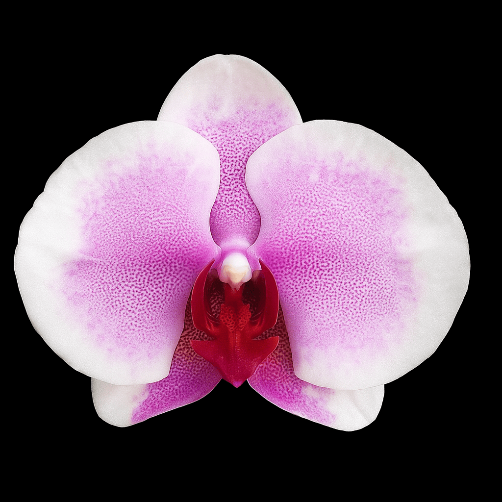 Phalaenopsis Miki Pink Mist '3131'