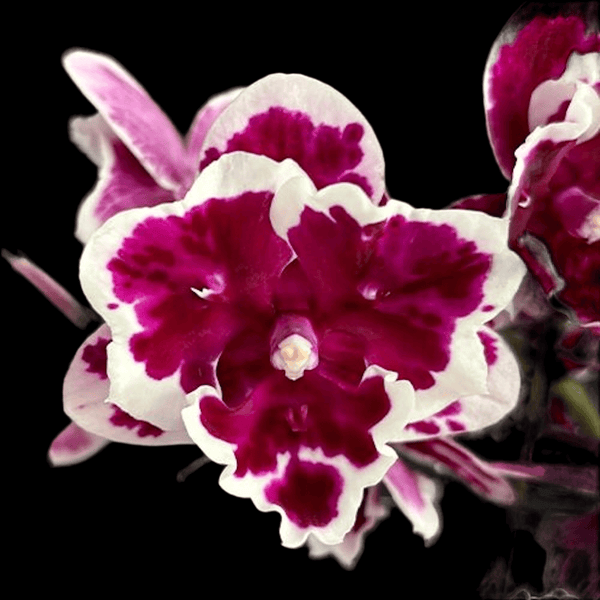 Phalaenopsis Miki Pink Panther (pelorisch) *große Lippe