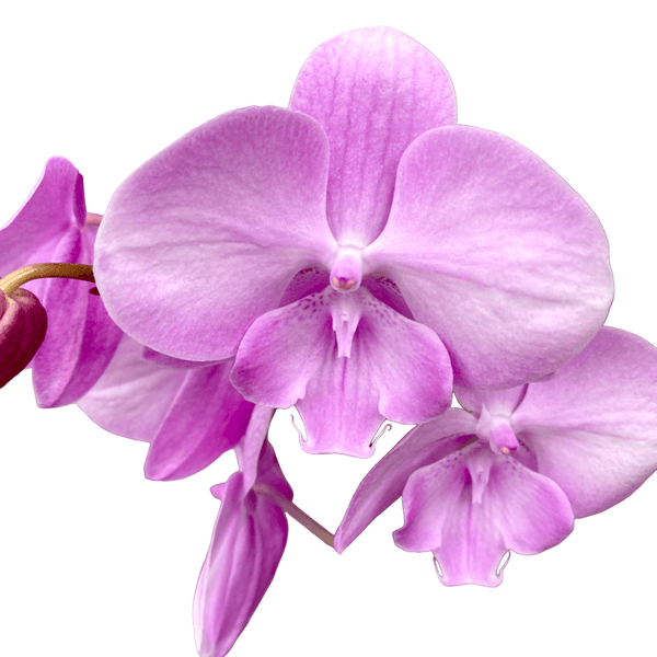 Phalaenopsis Miki Ribbon