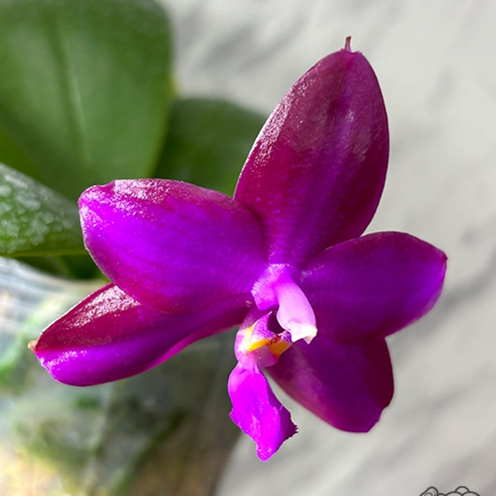 Phalaenopsis Miki Sabina '595'