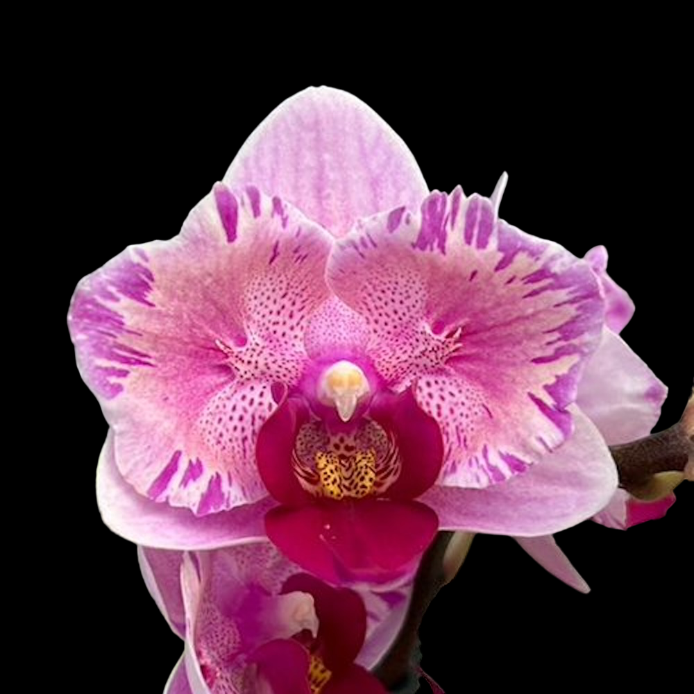 Phalaenopsis Miki Splash Butterfly (peloric) – Floraria Secret Garden (SG)