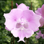 Phalaenopsis Miki Super Robin 'Pink' (Peloric Big Lip)