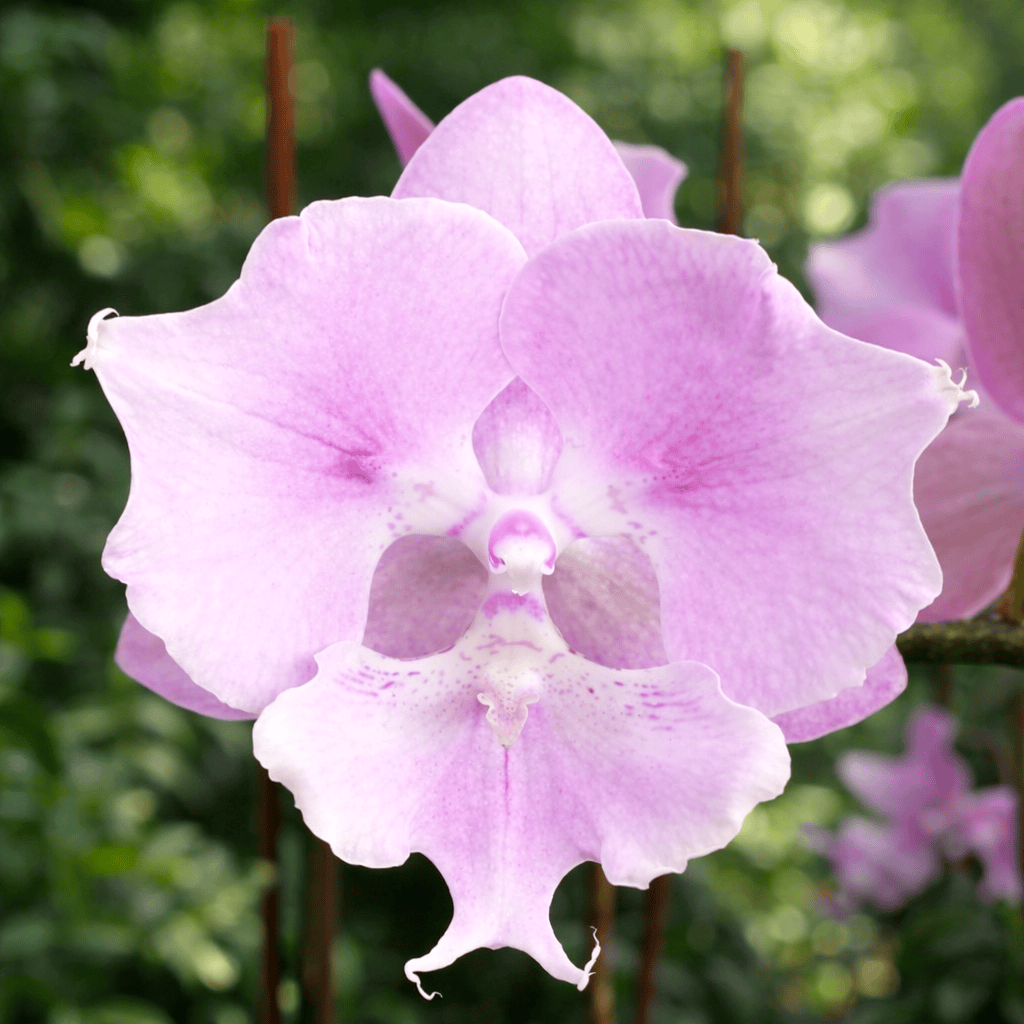 Phalaenopsis Miki Super Robin 'Pink' (Peloric Big Lip)