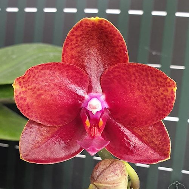 Phalaenopsis Miro Sun Beauty '3110'