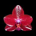 Phalaenopsis Mituo King 'Sun'