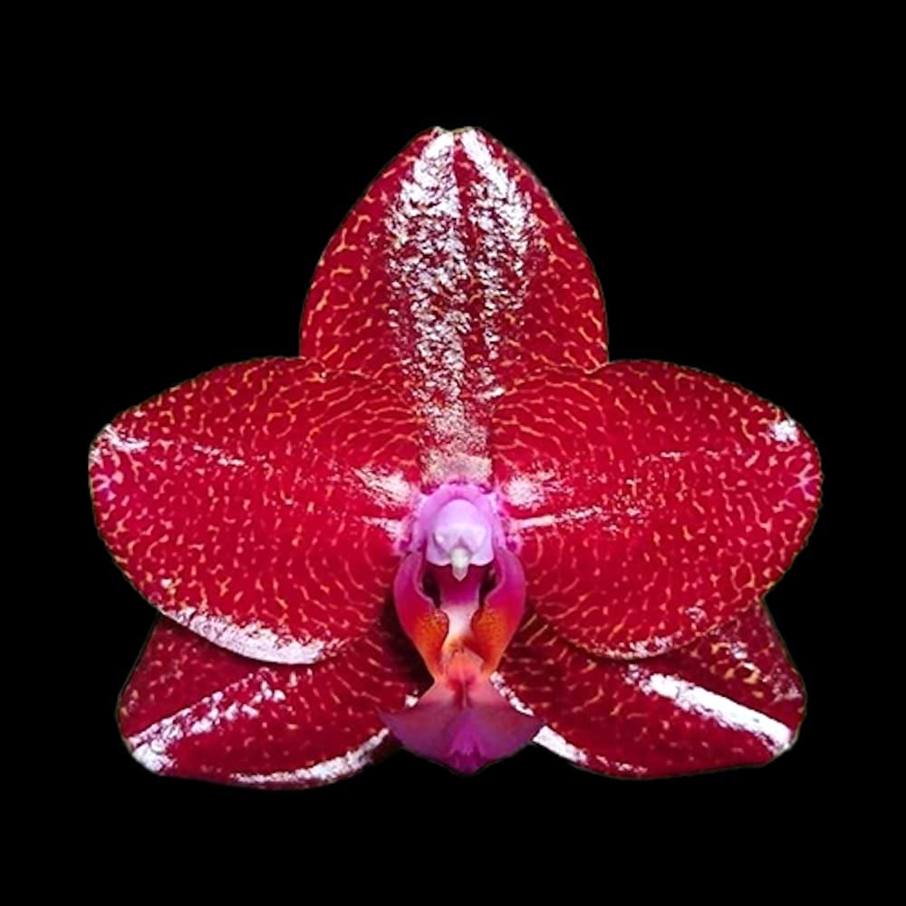 Phalaenopsis Mituo King 'Sun'