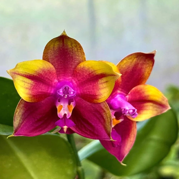 Phalaenopsis Mituo Obsidian 'Three Headed Dog' - fragrant