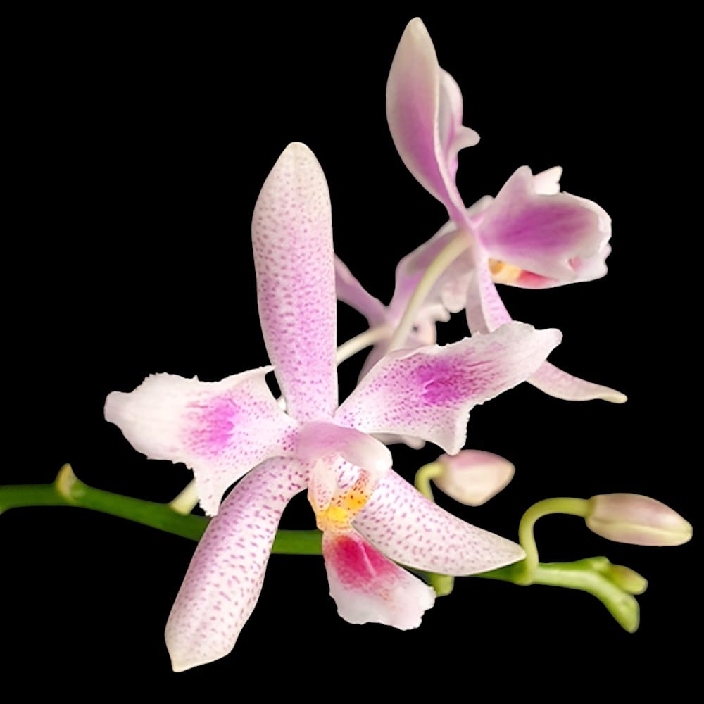 Phalaenopsis Nancy Bechtol 'Praha' (peloric)