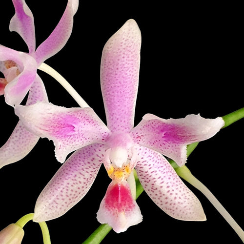 Phalaenopsis Nancy Bechtol 'Praha' (peloric)