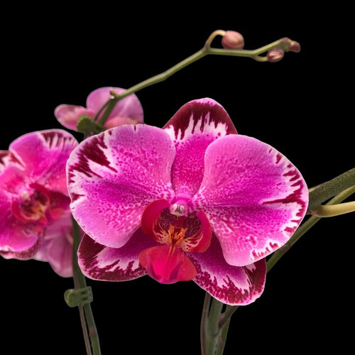 Phalaenopsis OX Firebird 