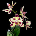 Phalaenopsis OX Sponge Bob (peloric - butterfly)
