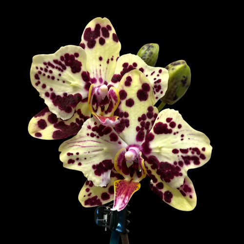 Phalaenopsis OX Sponge Bob (peloric - butterfly)