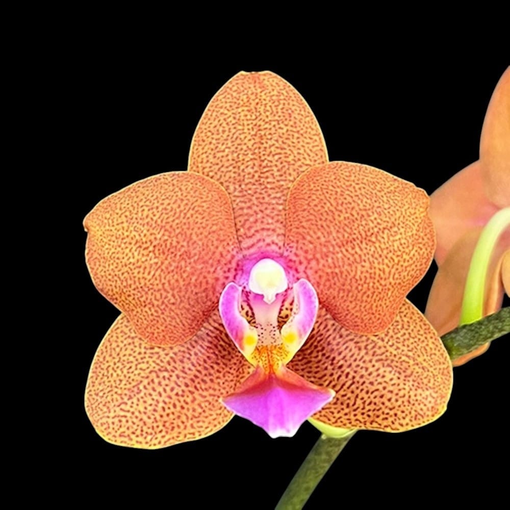 Phalaenopsis Orange Pound Cake