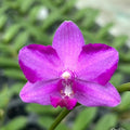 Phalaenopsis Pink Crystal