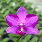 Phalaenopsis Pink Crystal