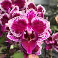 Phalaenopsis Prince Louis